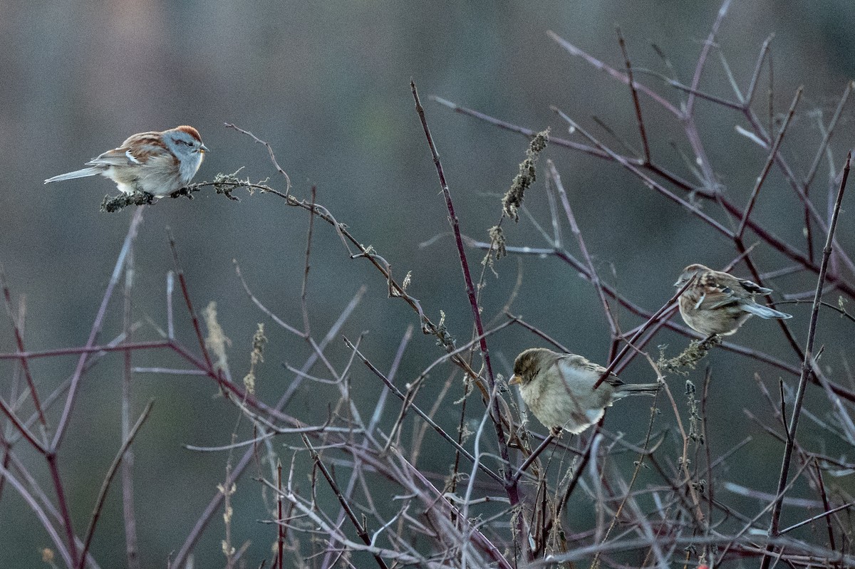Пасовник північний - ML645265642