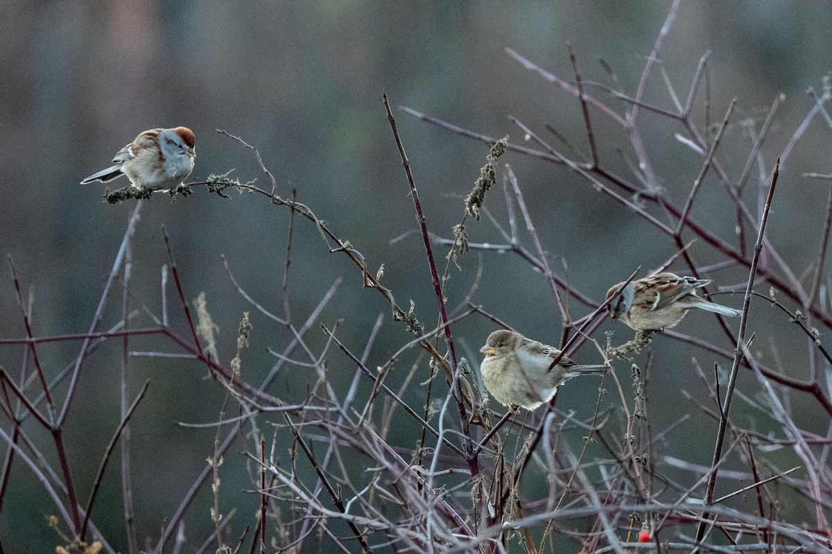 Пасовник північний - ML645265643