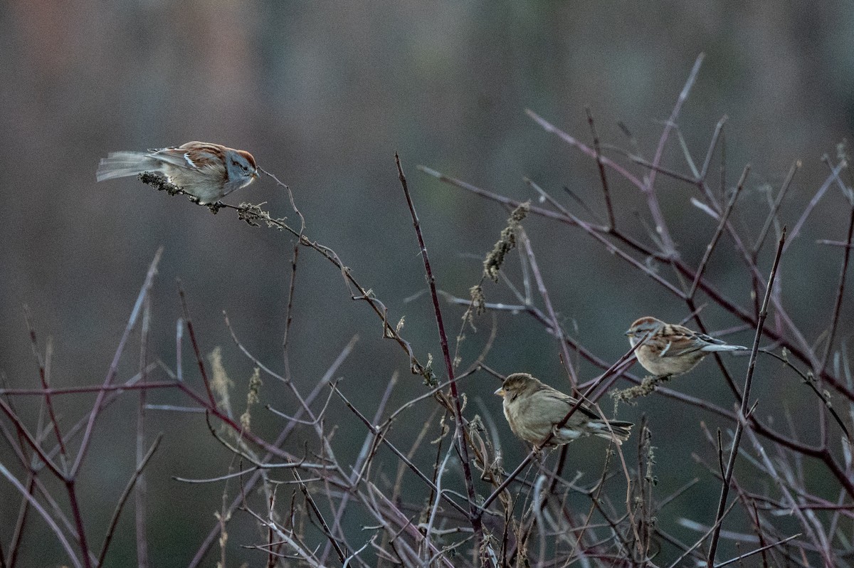 Пасовник північний - ML645265644