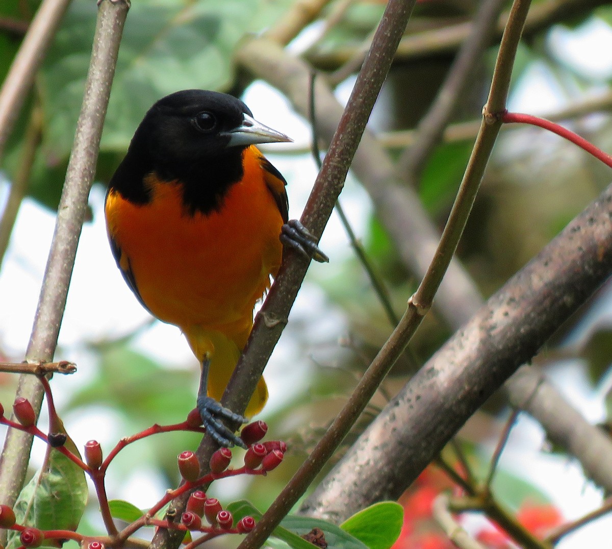 ボルチモアムクドリモドキ - ML645265652