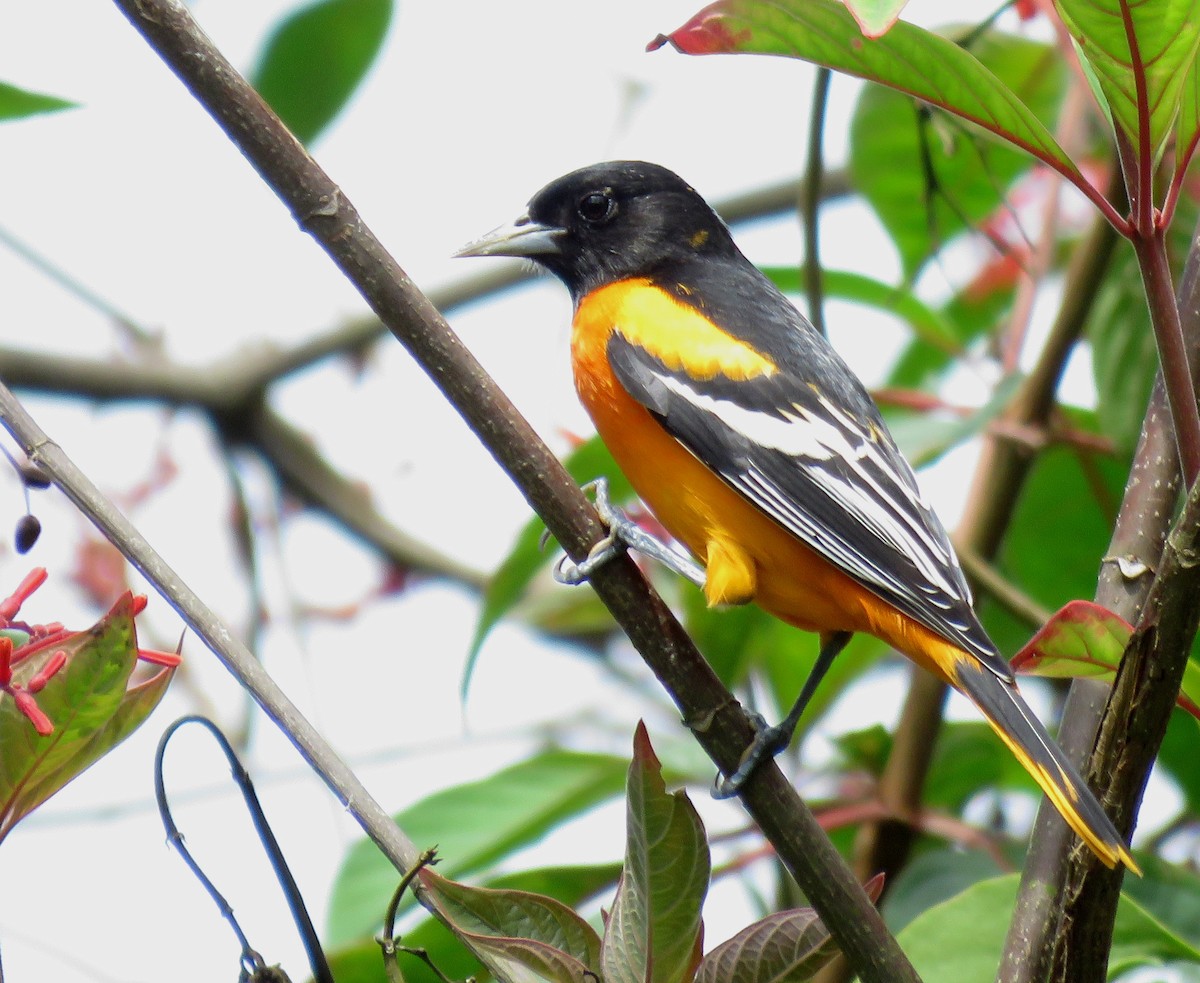 ボルチモアムクドリモドキ - ML645265654