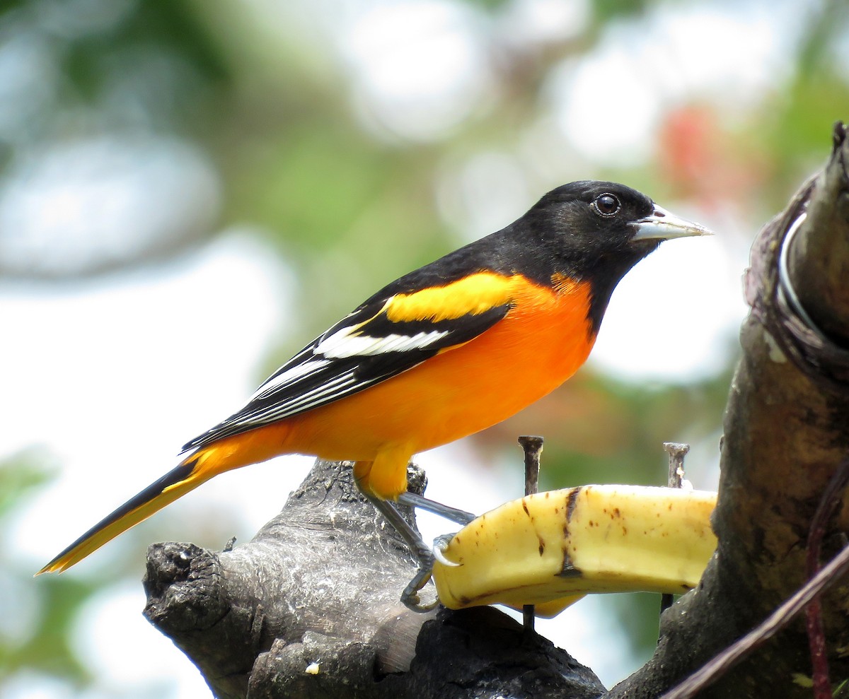 ボルチモアムクドリモドキ - ML645265655