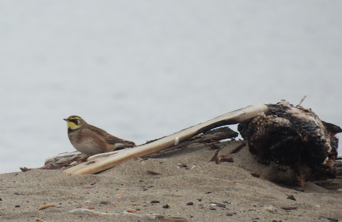 Horned Lark - ML645265663