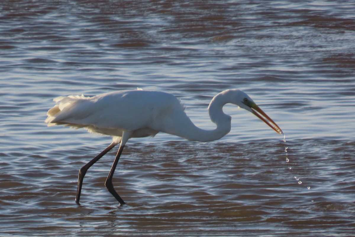 volavka bílá - ML645265665