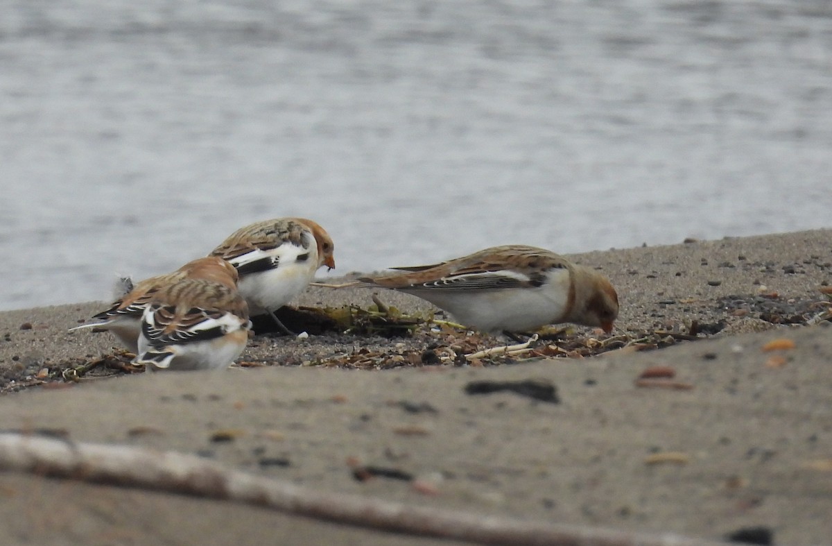 Snow Bunting - ML645265678