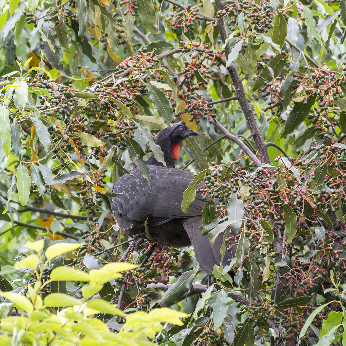 Dusky-legged Guan - ML645265700