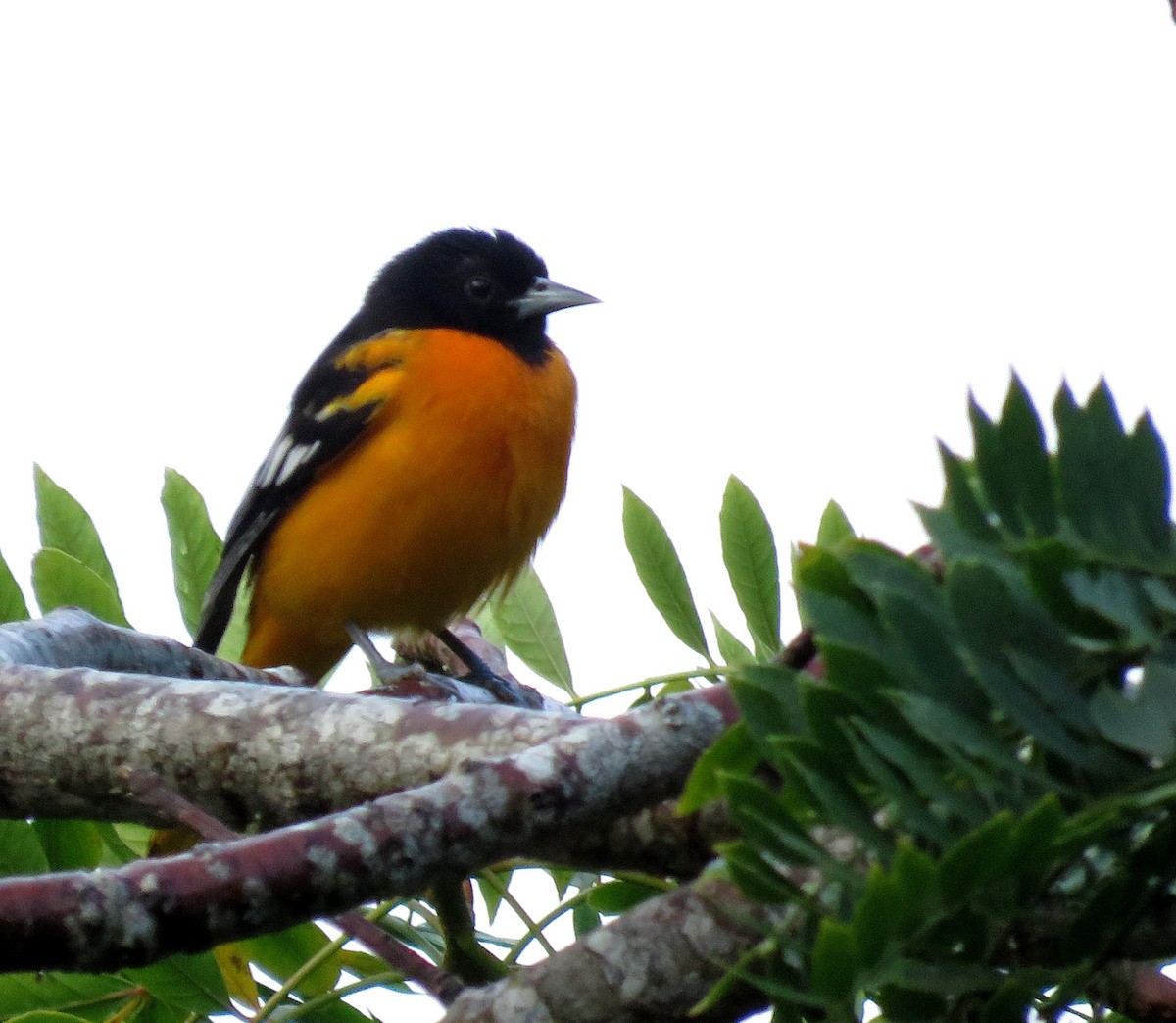 ボルチモアムクドリモドキ - ML645265701