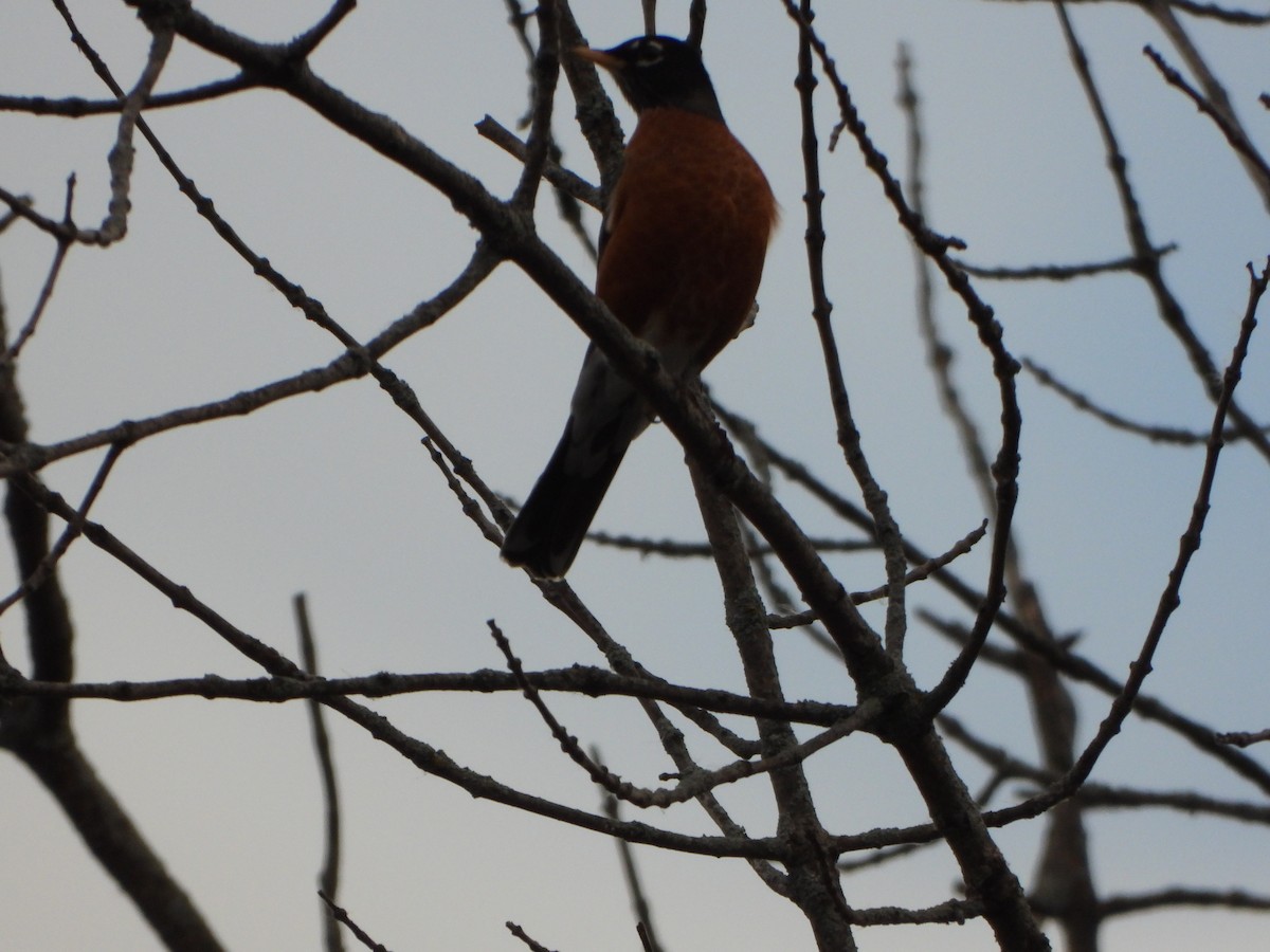 American Robin - ML645265705