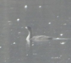 kormorán velký - ML645265706