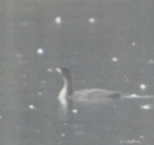 kormorán velký - ML645265707