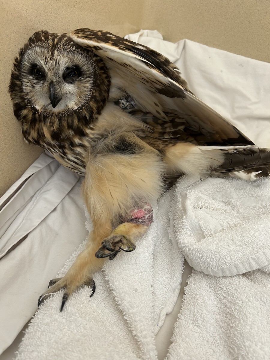 Short-eared Owl - ML645265708