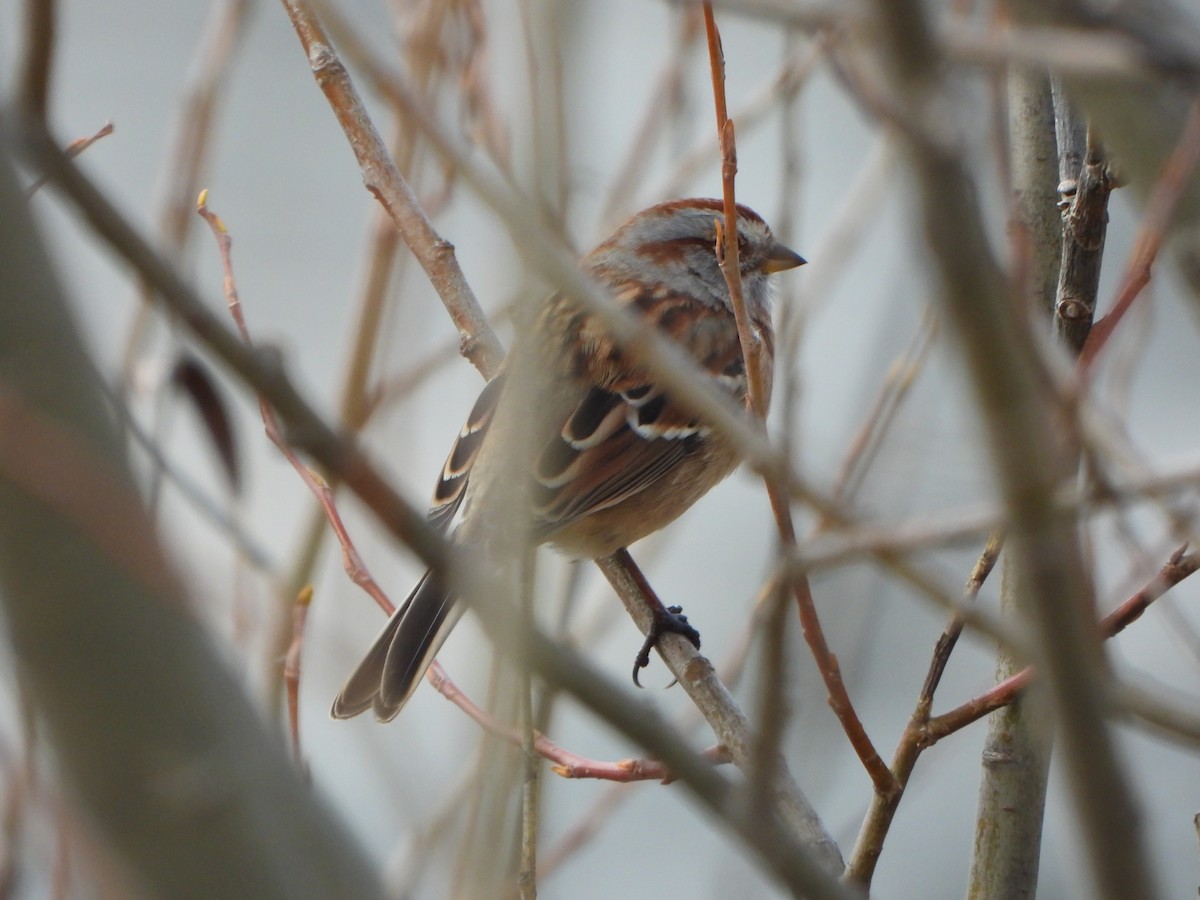 Пасовник північний - ML645265711