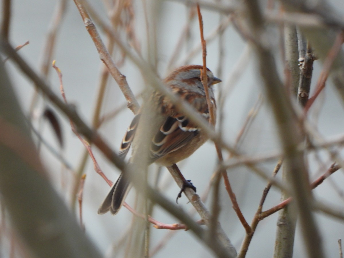 Пасовник північний - ML645265717