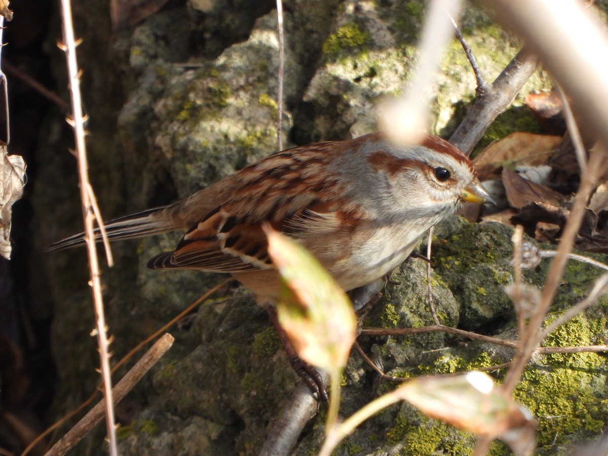 Пасовник північний - ML645265721