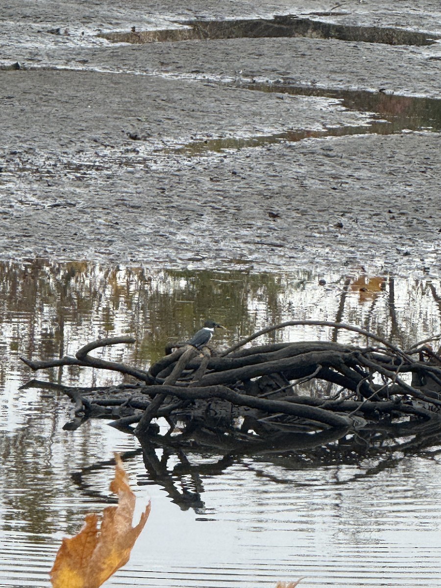 Martin handi iparramerikarra - ML645265725