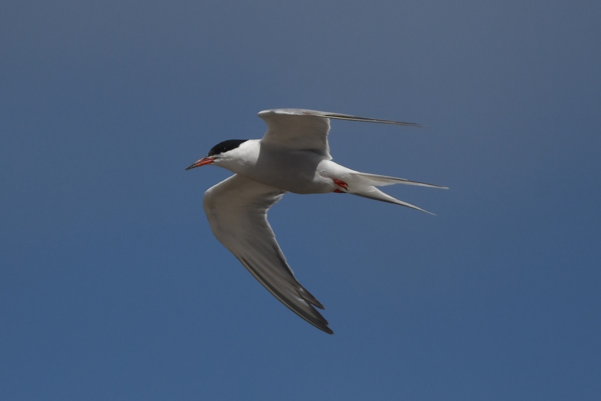 Common Tern - ML645265732