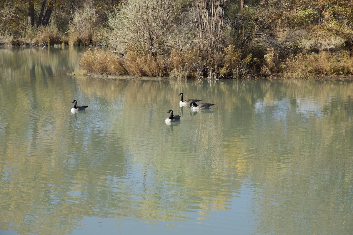 Canada Goose - ML645265751