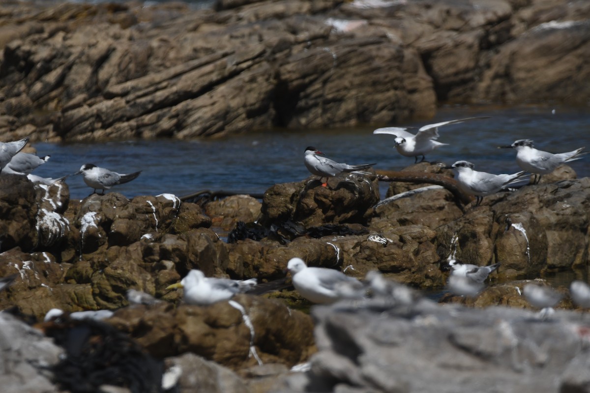 Common Tern - ML645265755