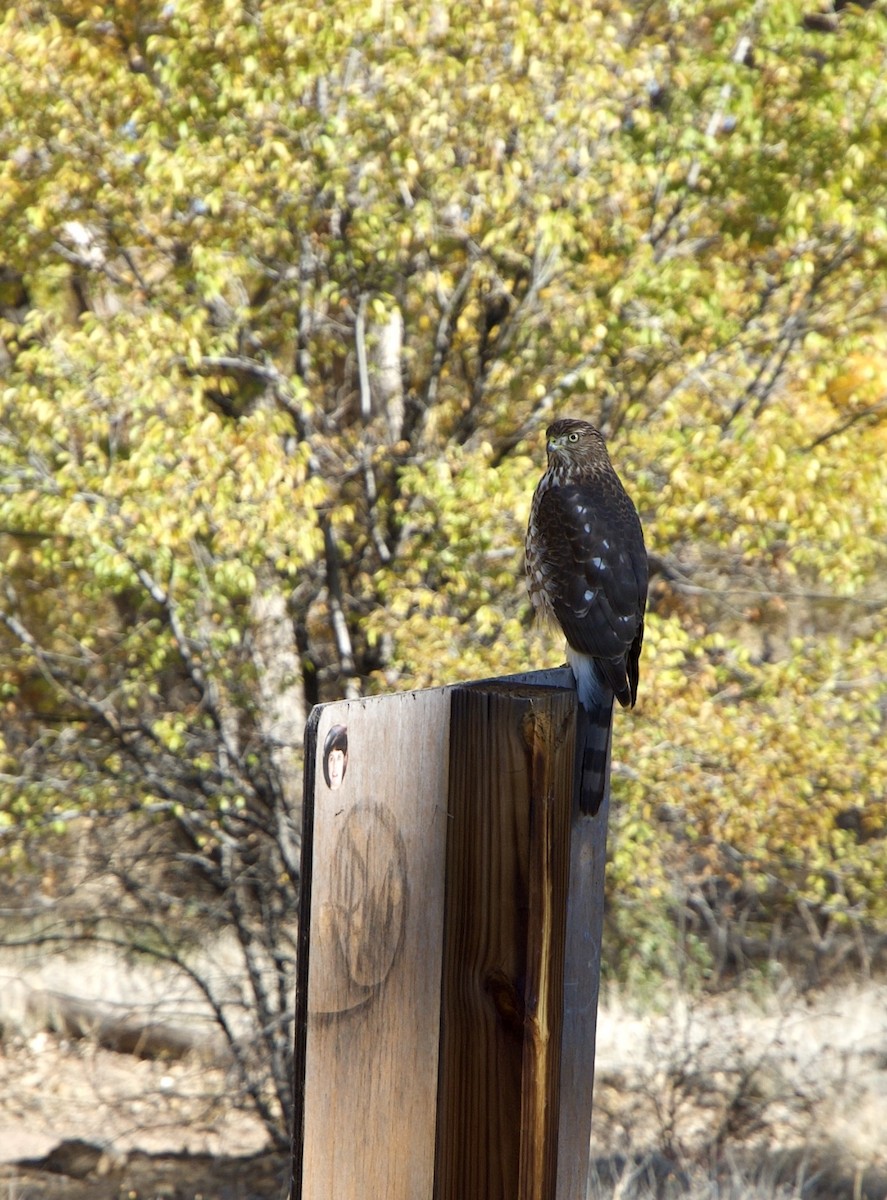 Cooper's Hawk - ML645265759