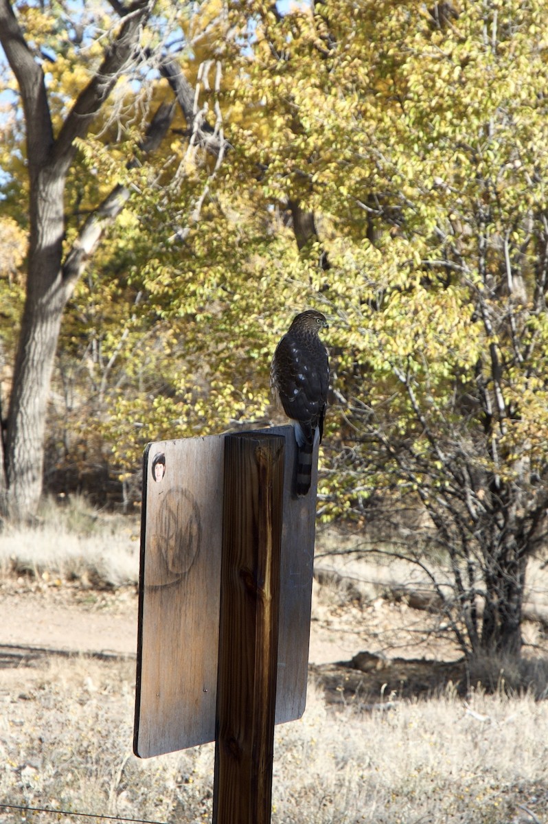 Cooper's Hawk - ML645265760