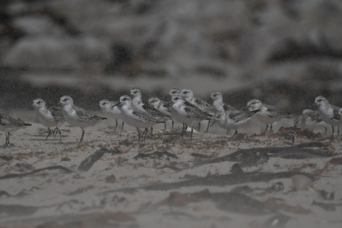 Sanderling - ML645265780