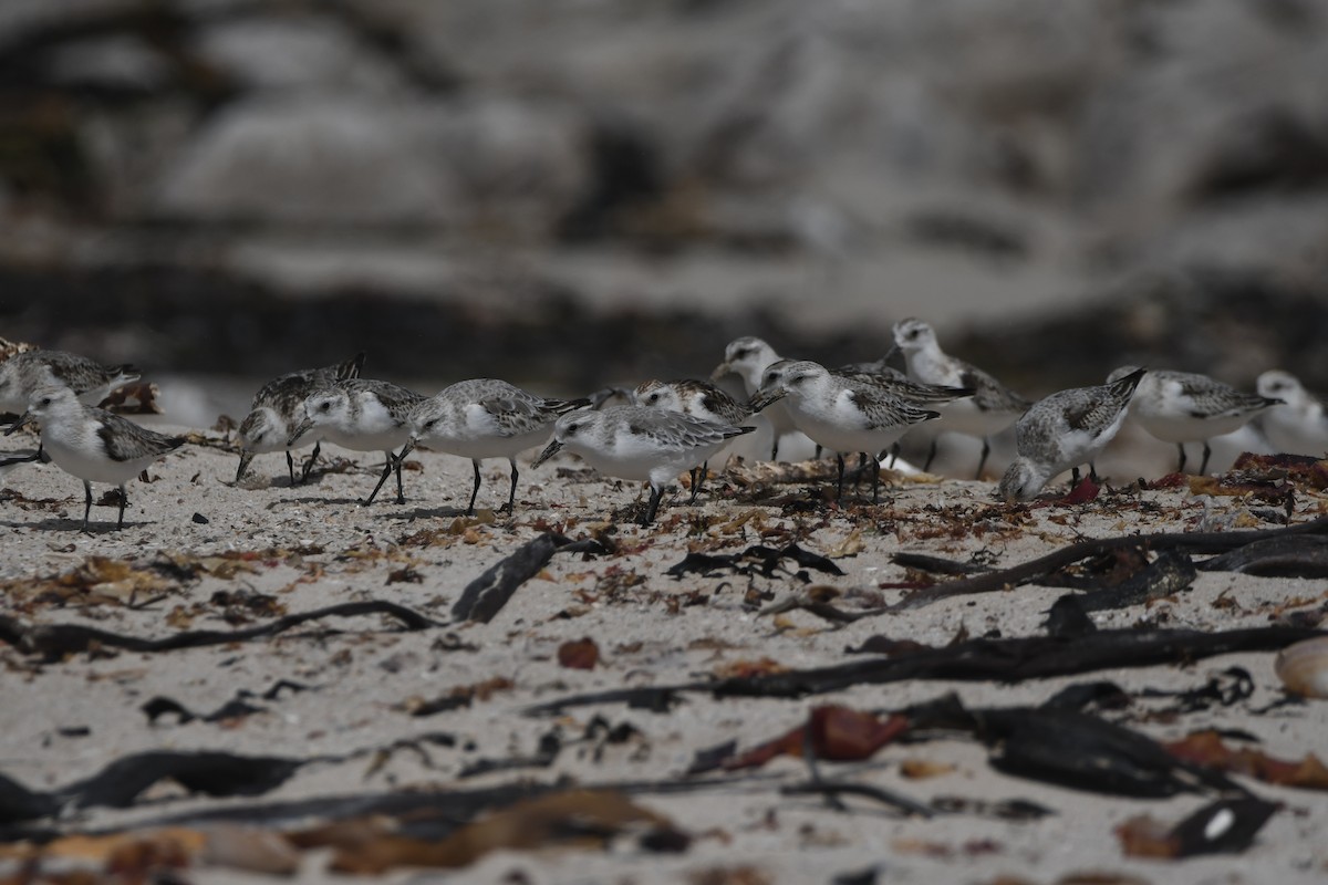 Sanderling - ML645265783