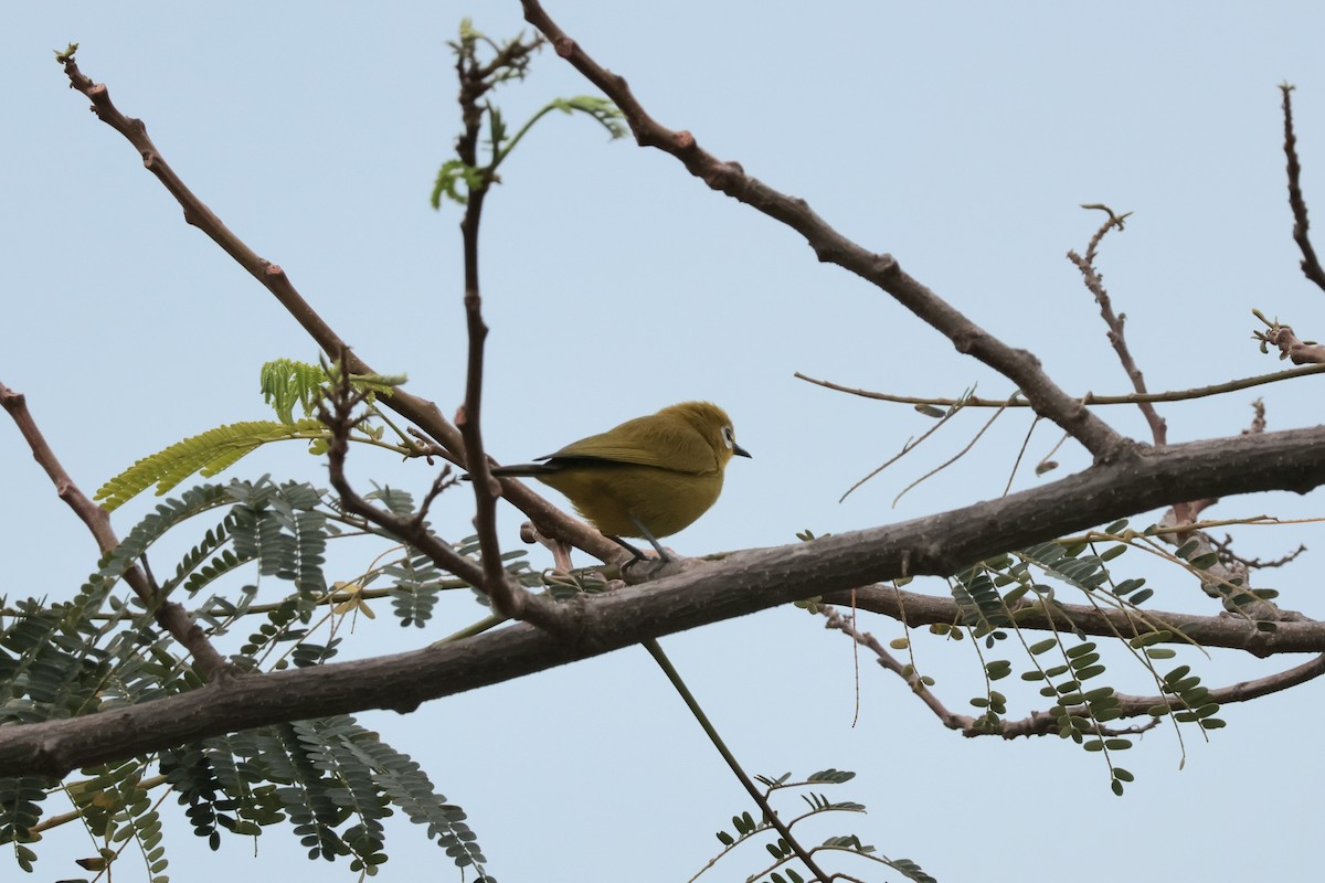 Green White-eye - ML645265784