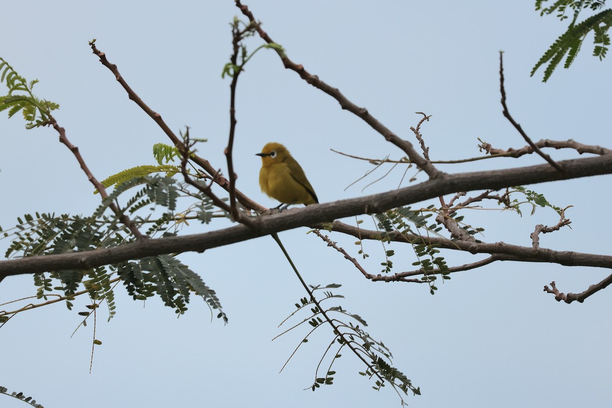 Green White-eye - ML645265785