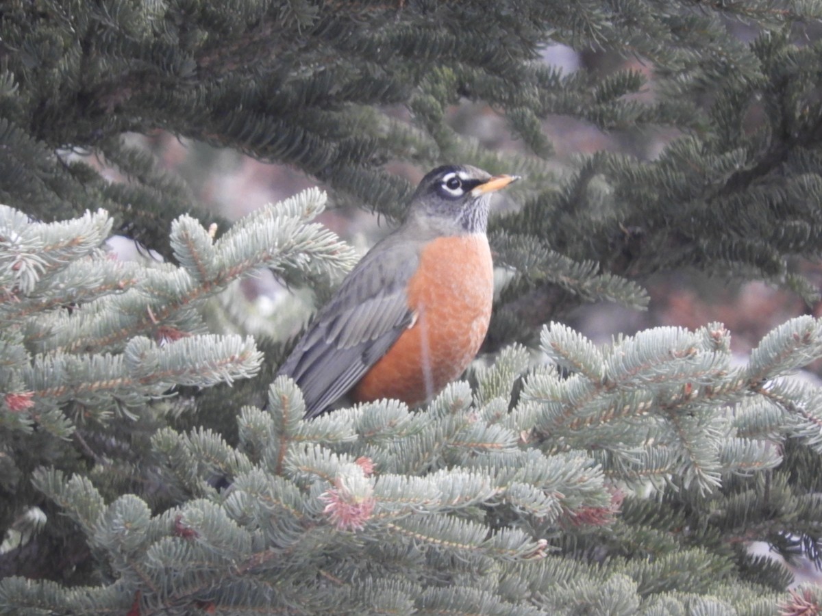 American Robin - ML645265787