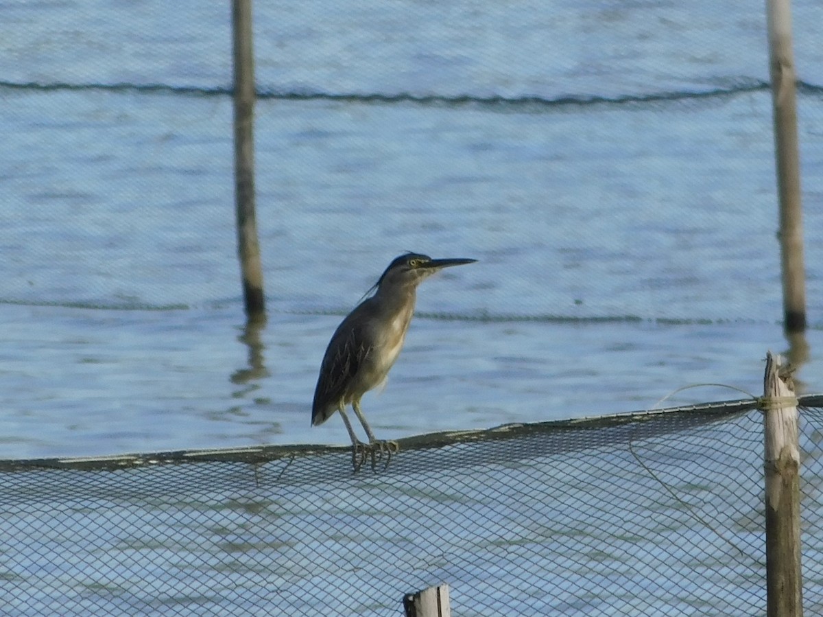 Little Heron - ML645265788