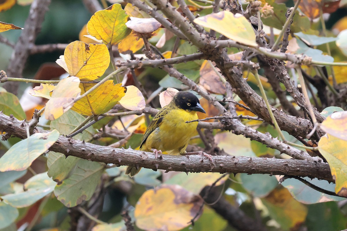 Tejedor Baglafecht - ML645265794