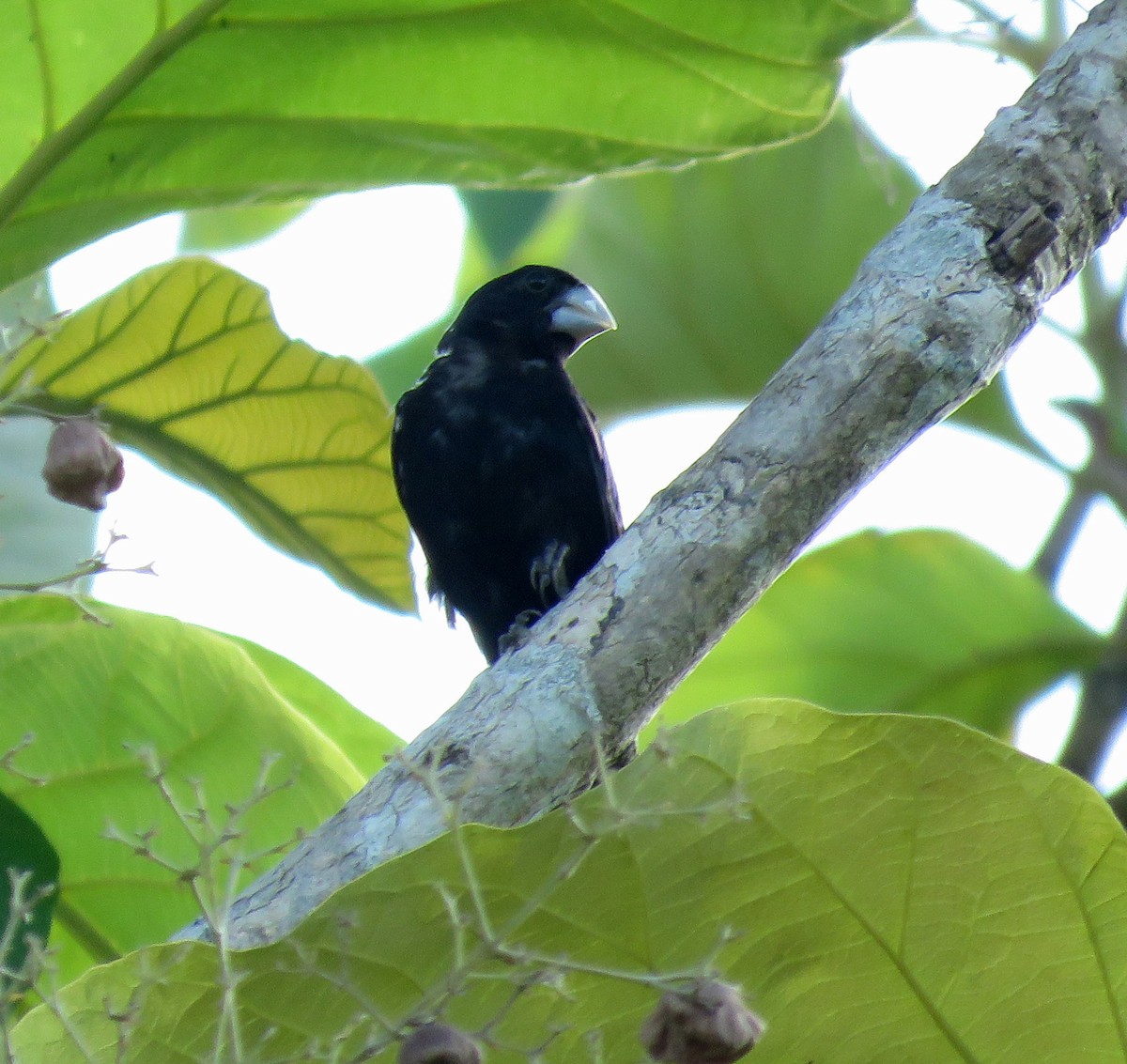 Large-billed Seed-Finch - ML645265831
