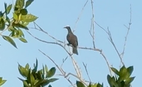 White-crowned Pigeon - ML645265865