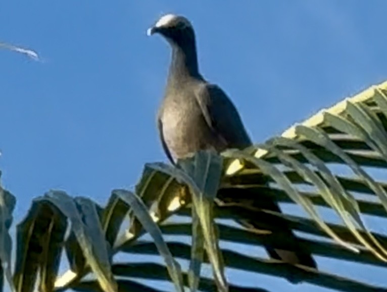 White-crowned Pigeon - ML645265866