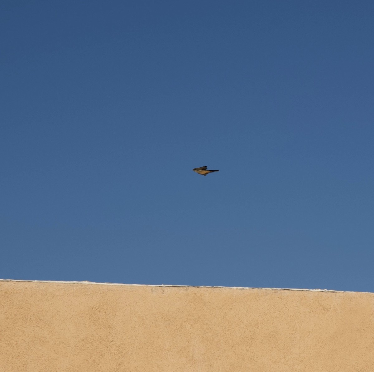 Say's Phoebe - ML645265872