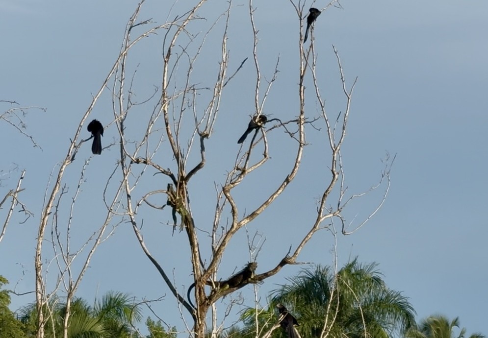 Smooth-billed Ani - ML645265883