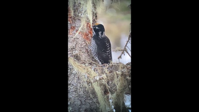 Дятел ялиновий - ML645265885