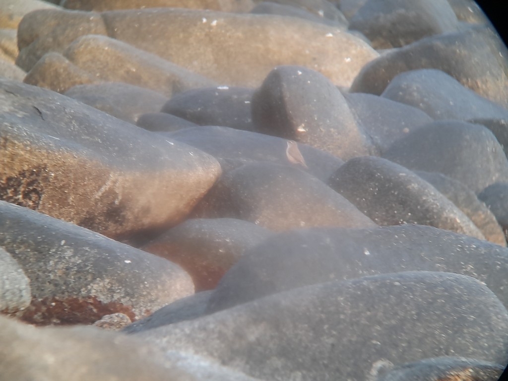 Rock Wren - ML645265886