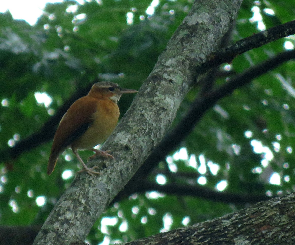 Caribbean Hornero - ML645265887