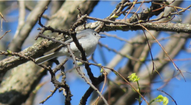 Blue-gray Gnatcatcher - ML645265896