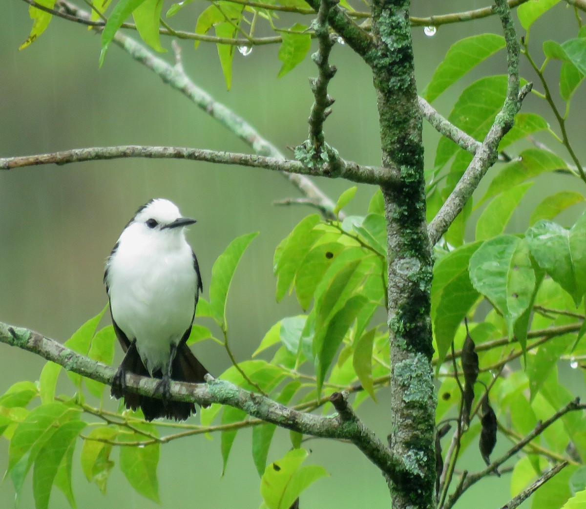 Moucherolle pie - ML645265898