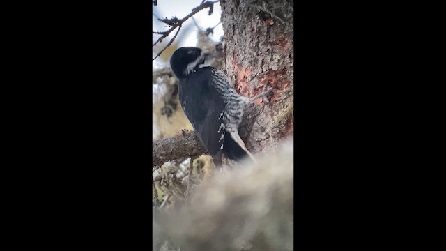 Дятел північний - ML645265913