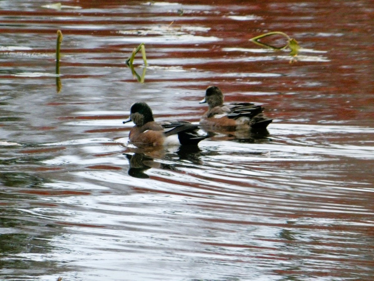 American Wigeon - ML645265926