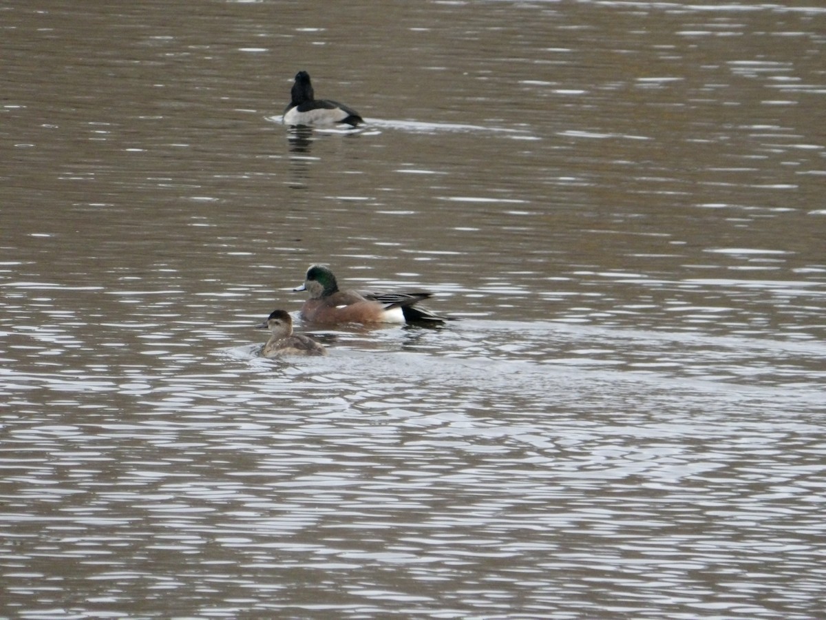 American Wigeon - ML645265927
