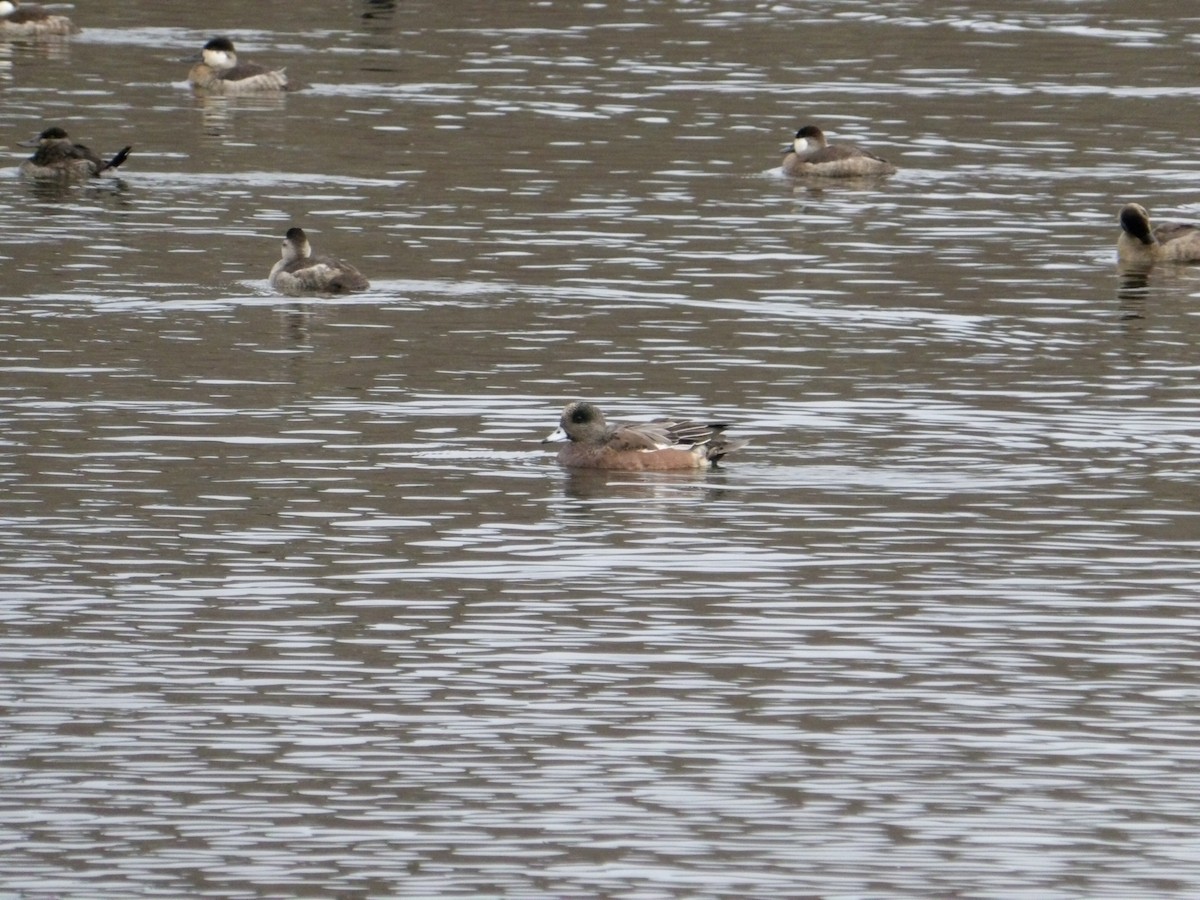 American Wigeon - ML645265928