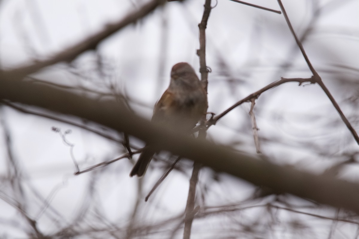 Пасовник північний - ML645265933