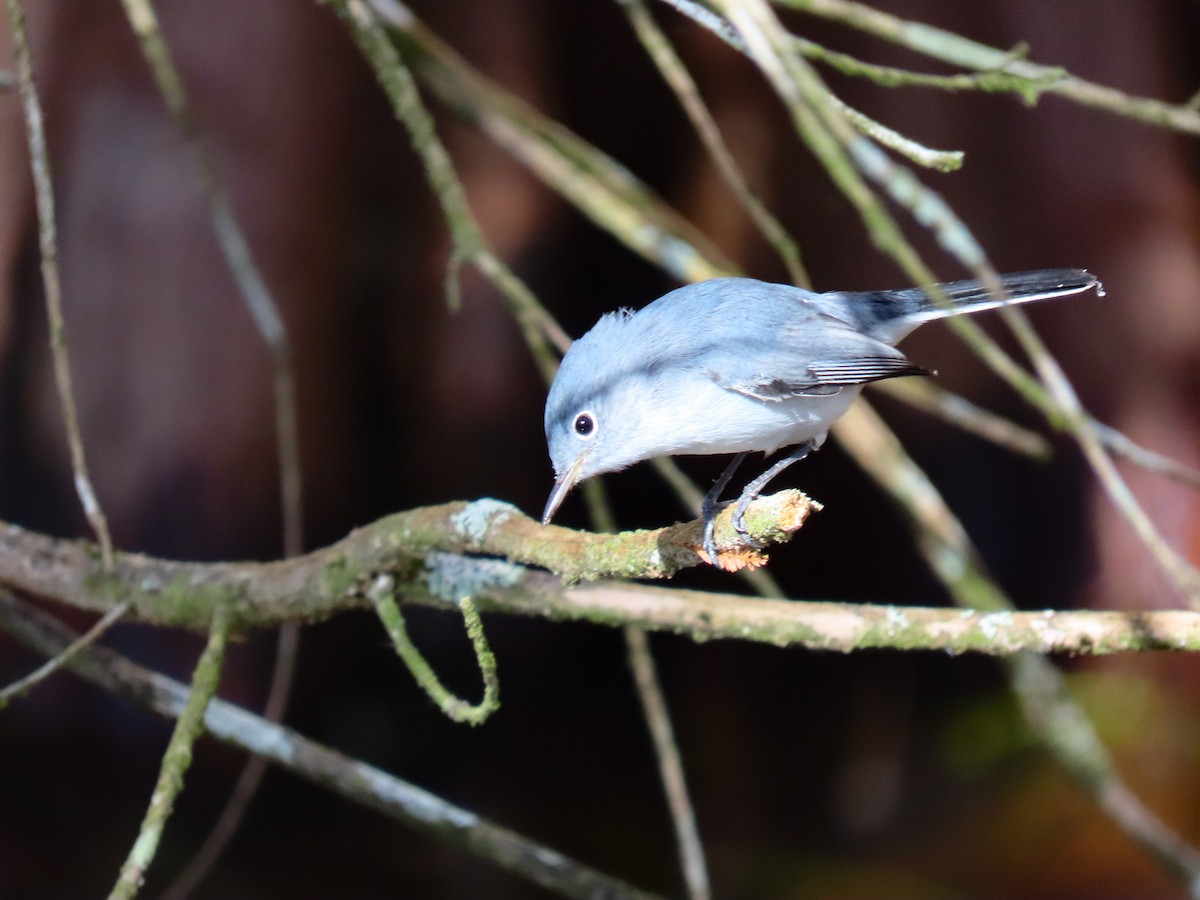 Blue-gray Gnatcatcher - ML645265937