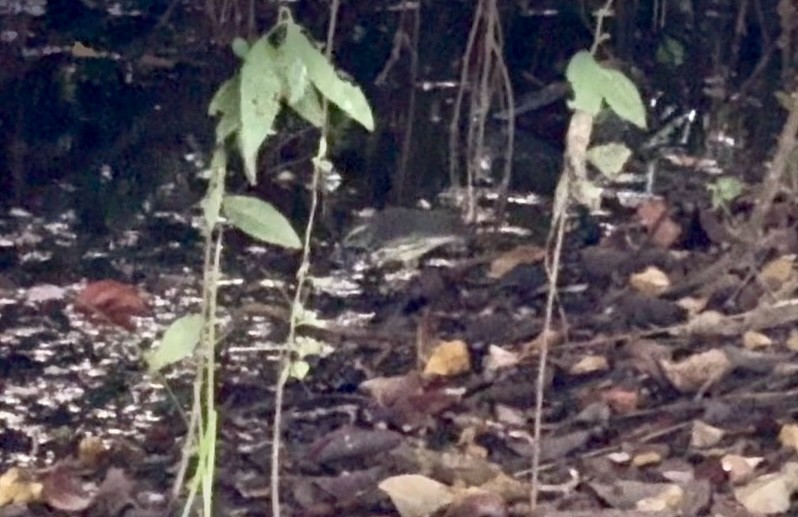 Northern Waterthrush - ML645265938