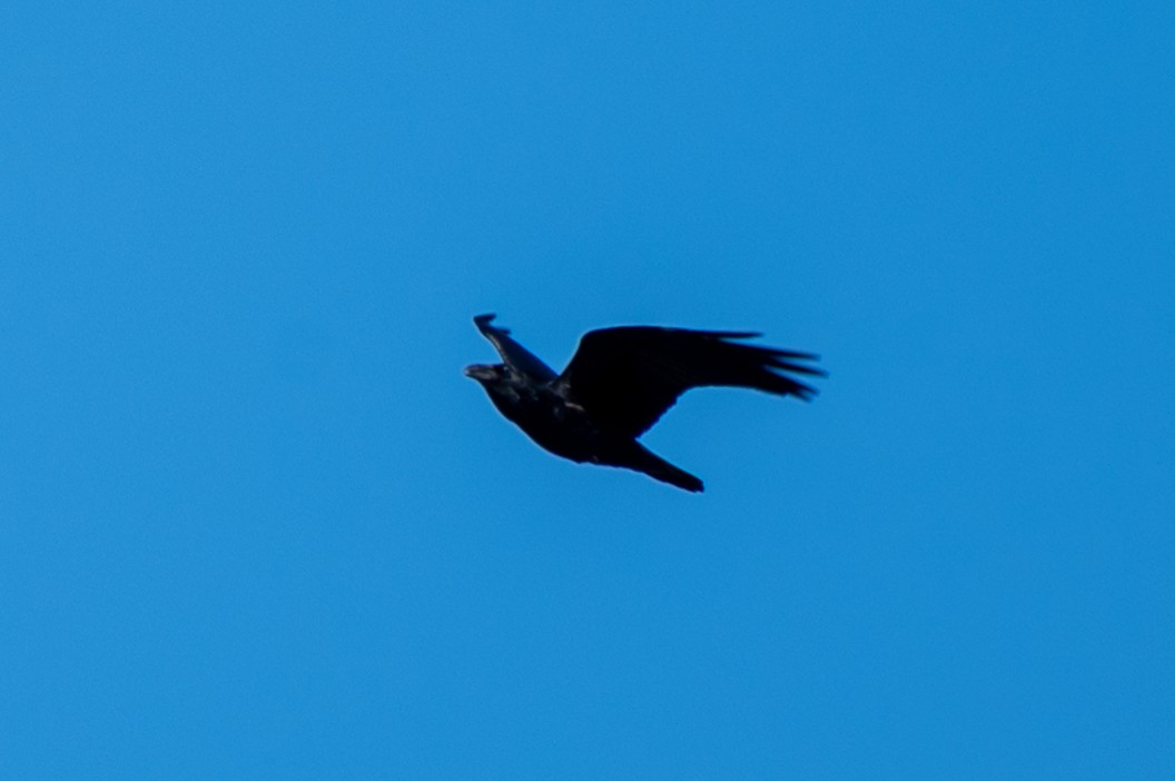 Common Raven - ML645265941