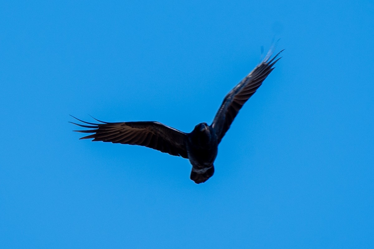 Common Raven - ML645265942